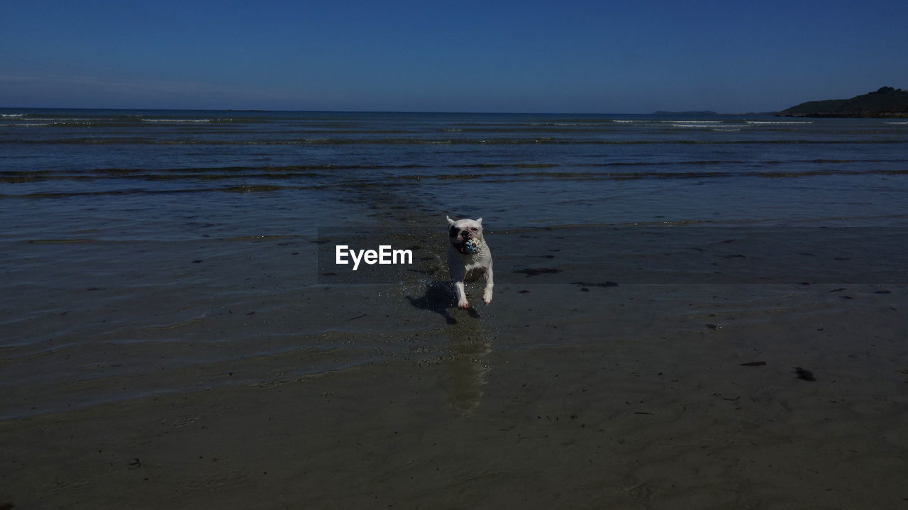 DOG ON BEACH