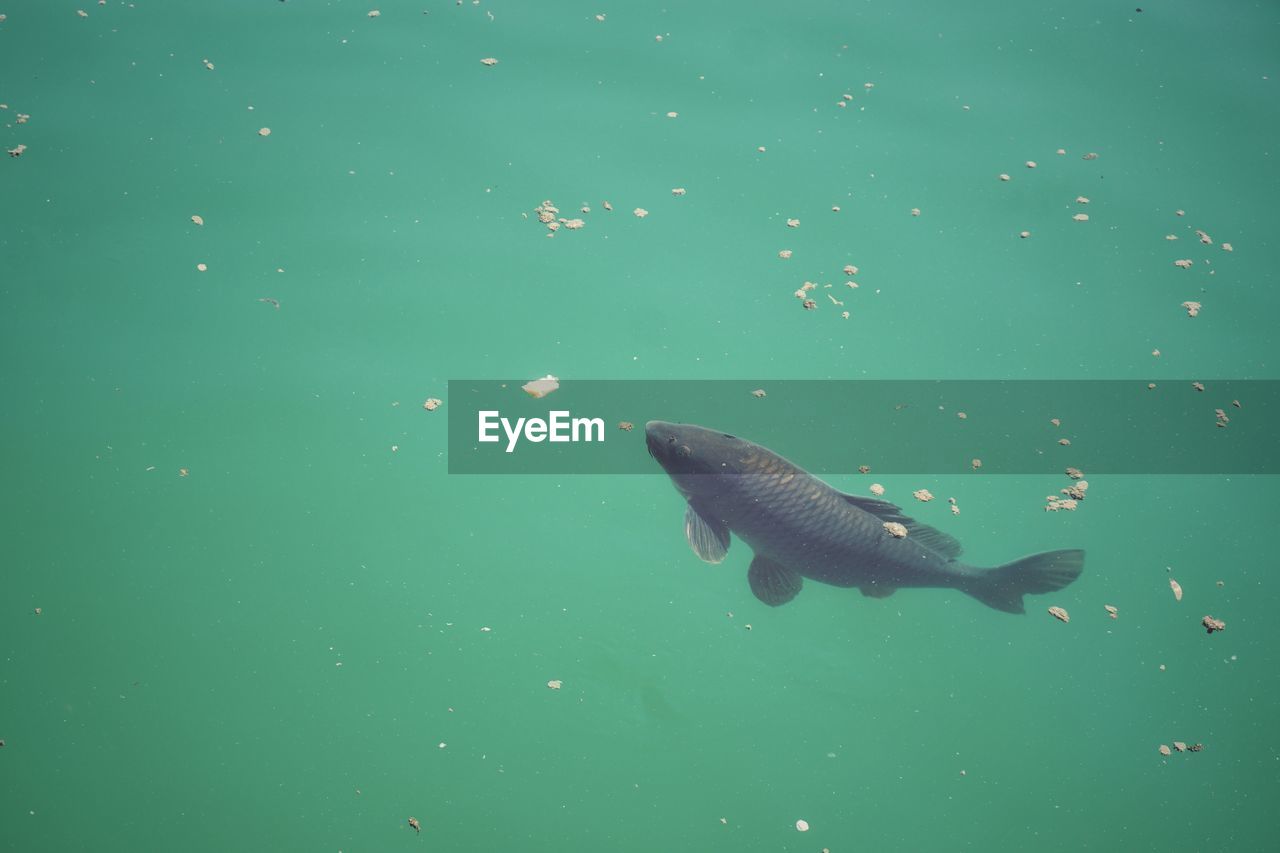 High angle view of fish swimming in sea