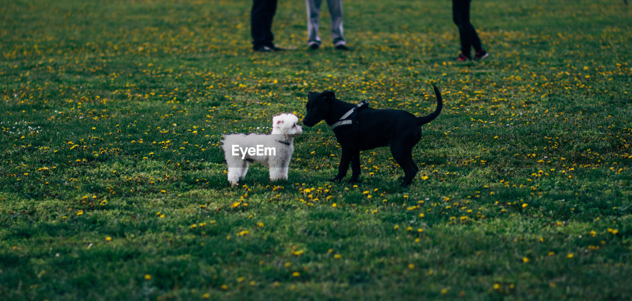 Low section of dog standing on field