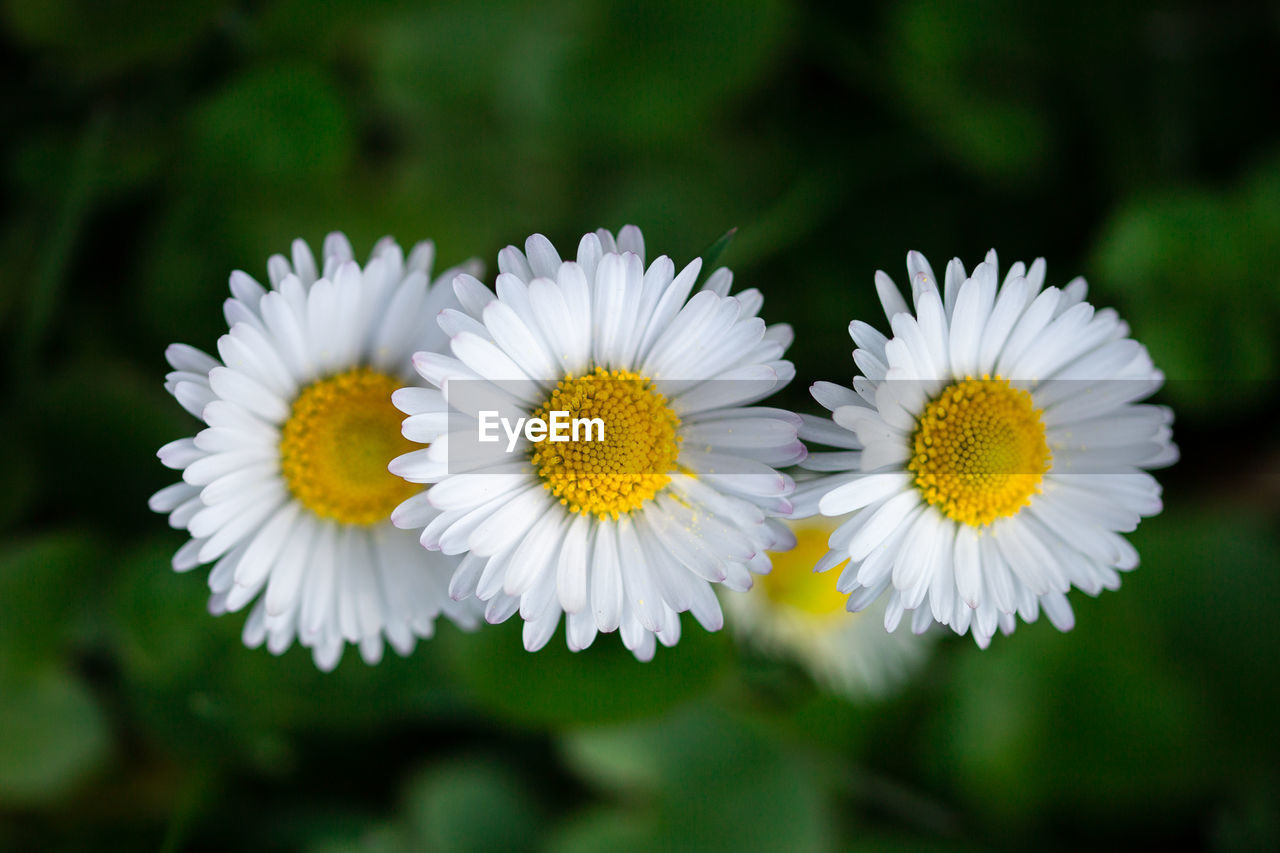 Close-up of white daisy flowers