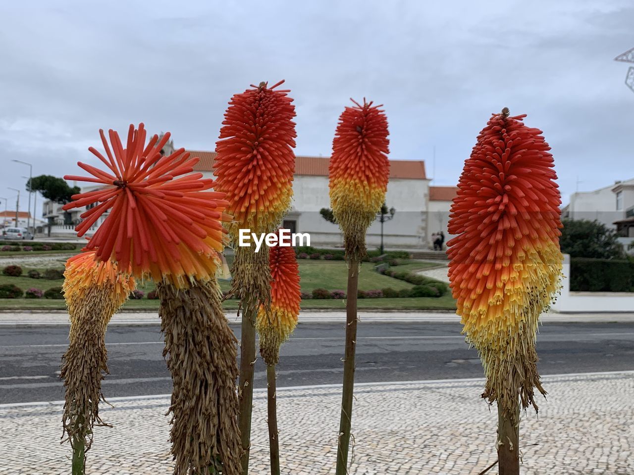 flower, nature, plant, sky, xanthorrhoeaceae, no people, beauty in nature, cloud, red, flowering plant, day, outdoors, growth, land, water, environment, freshness