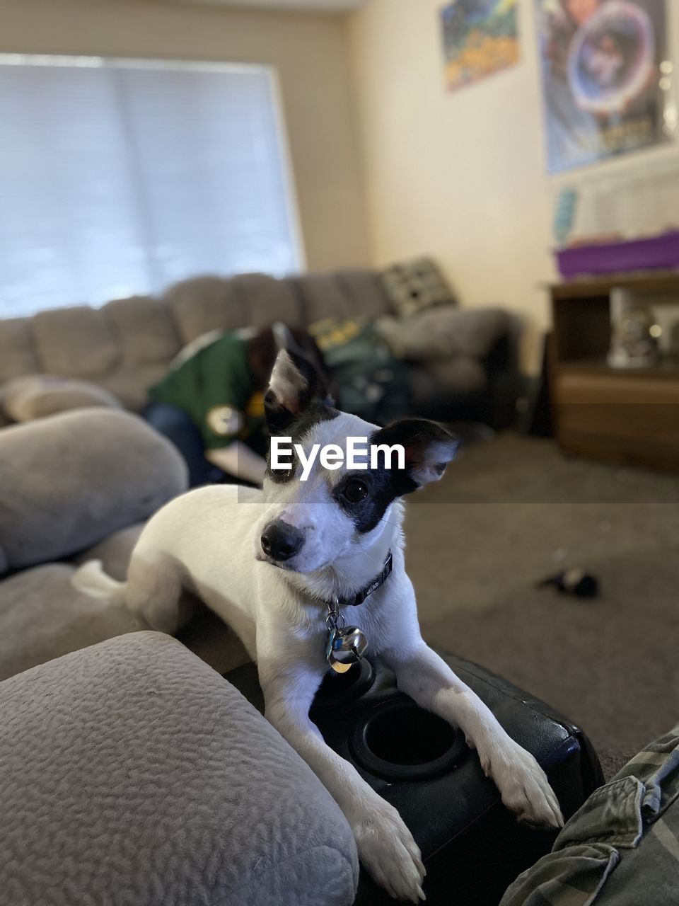 Dog relaxing on sofa at home