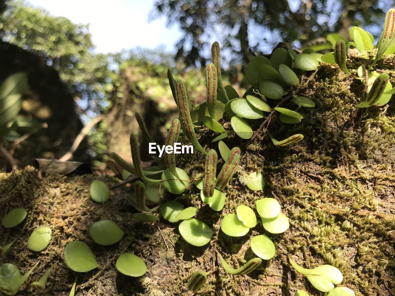 CLOSE-UP OF FRESH GREEN PLANTS IN FIELD