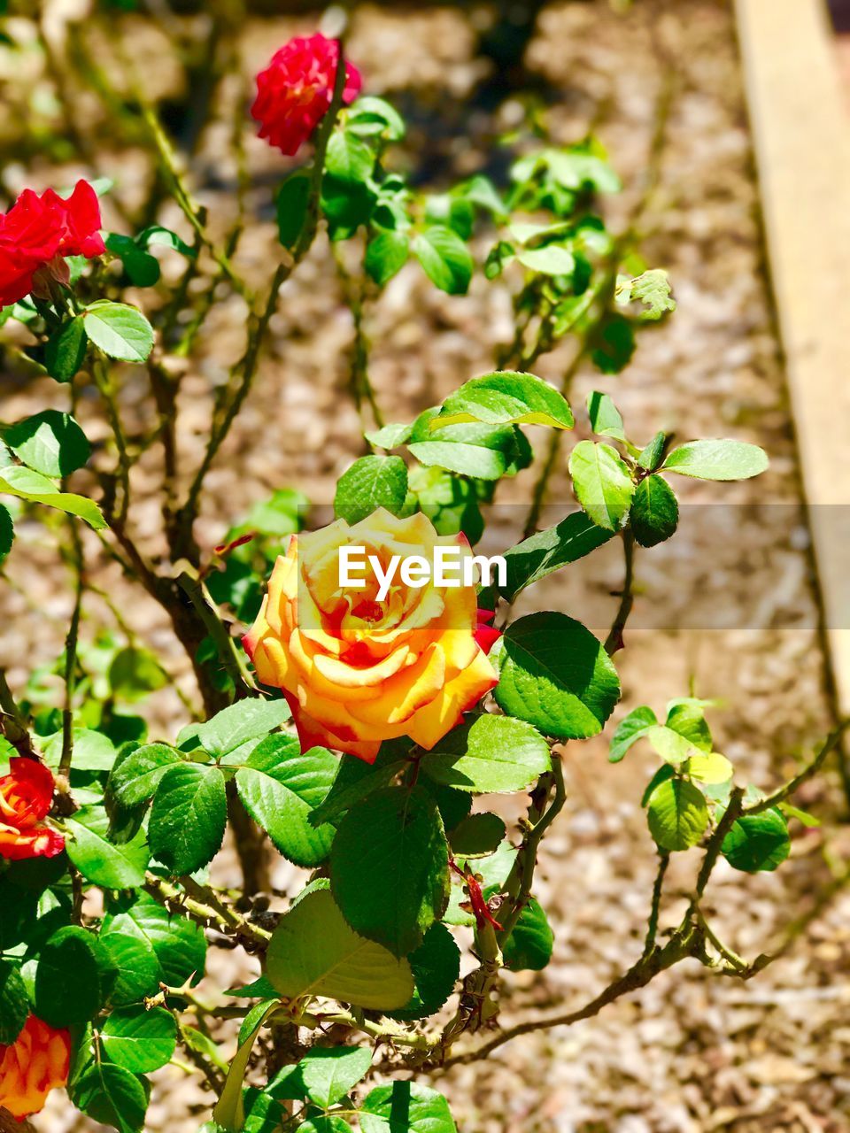 CLOSE-UP OF ROSE GROWING OUTDOORS