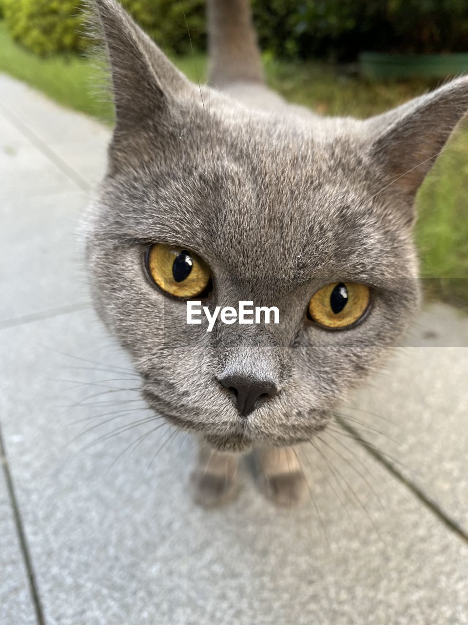 CLOSE-UP PORTRAIT OF BLACK CAT OUTDOORS