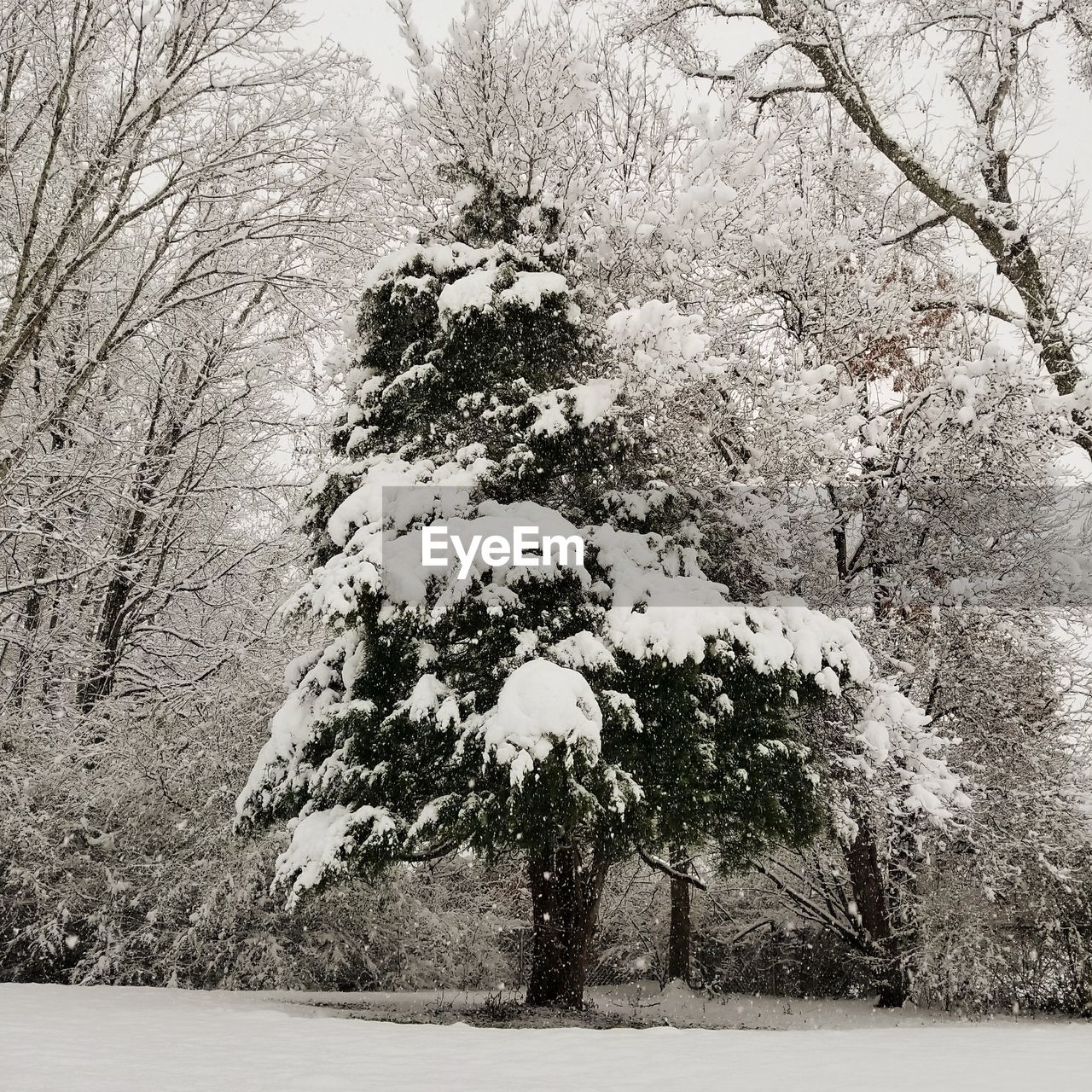 CLOSE-UP OF BARE TREE DURING WINTER