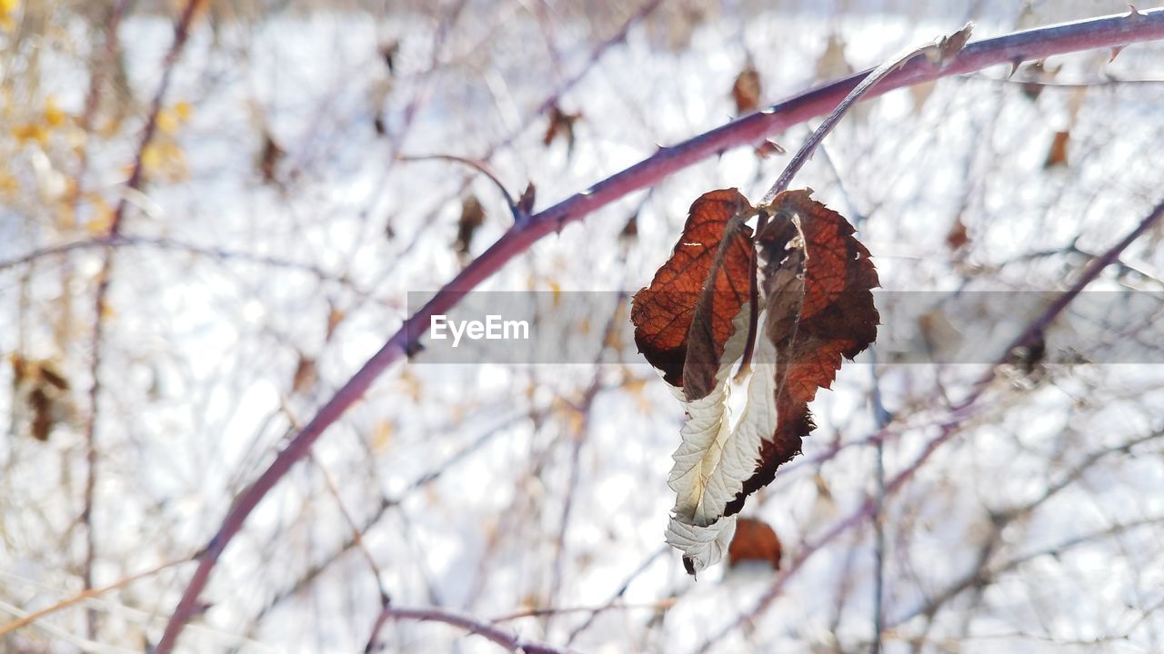 Close-up of dry leaf on branch during winter