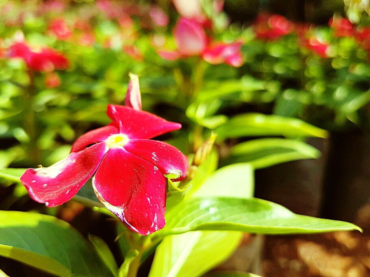 CLOSE-UP OF FLOWER BLOOMING IN PARK