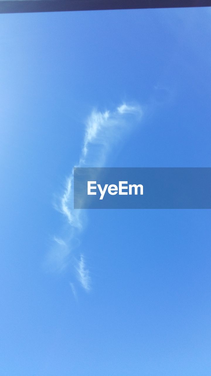 LOW ANGLE VIEW OF TREES AGAINST BLUE SKY