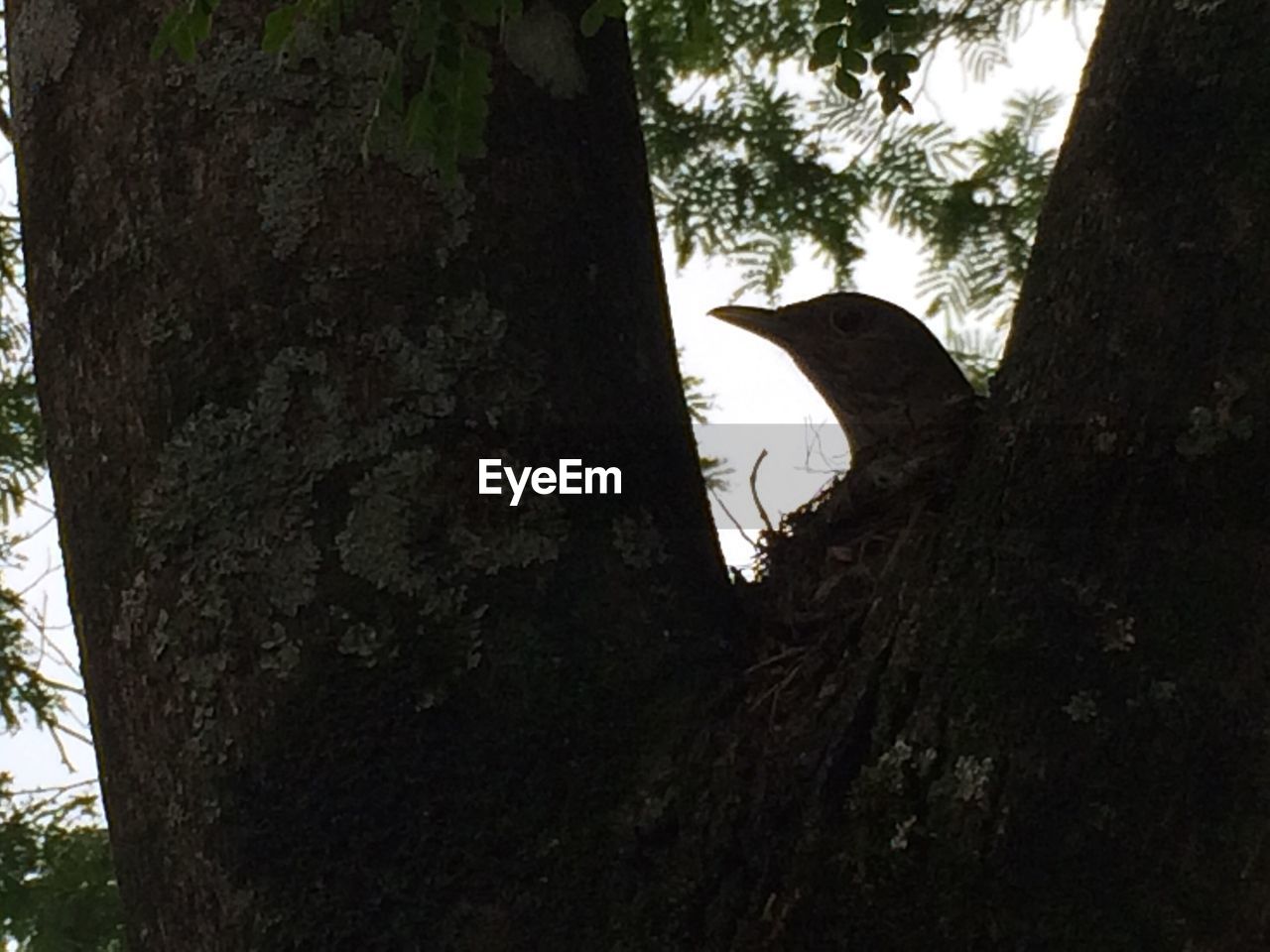 LOW ANGLE VIEW OF TREES