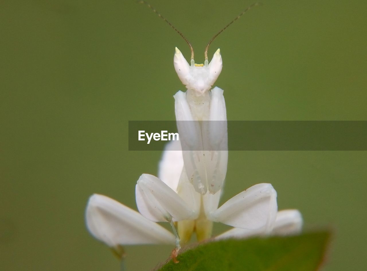 CLOSE-UP OF WHITE FLOWER BLOOMING