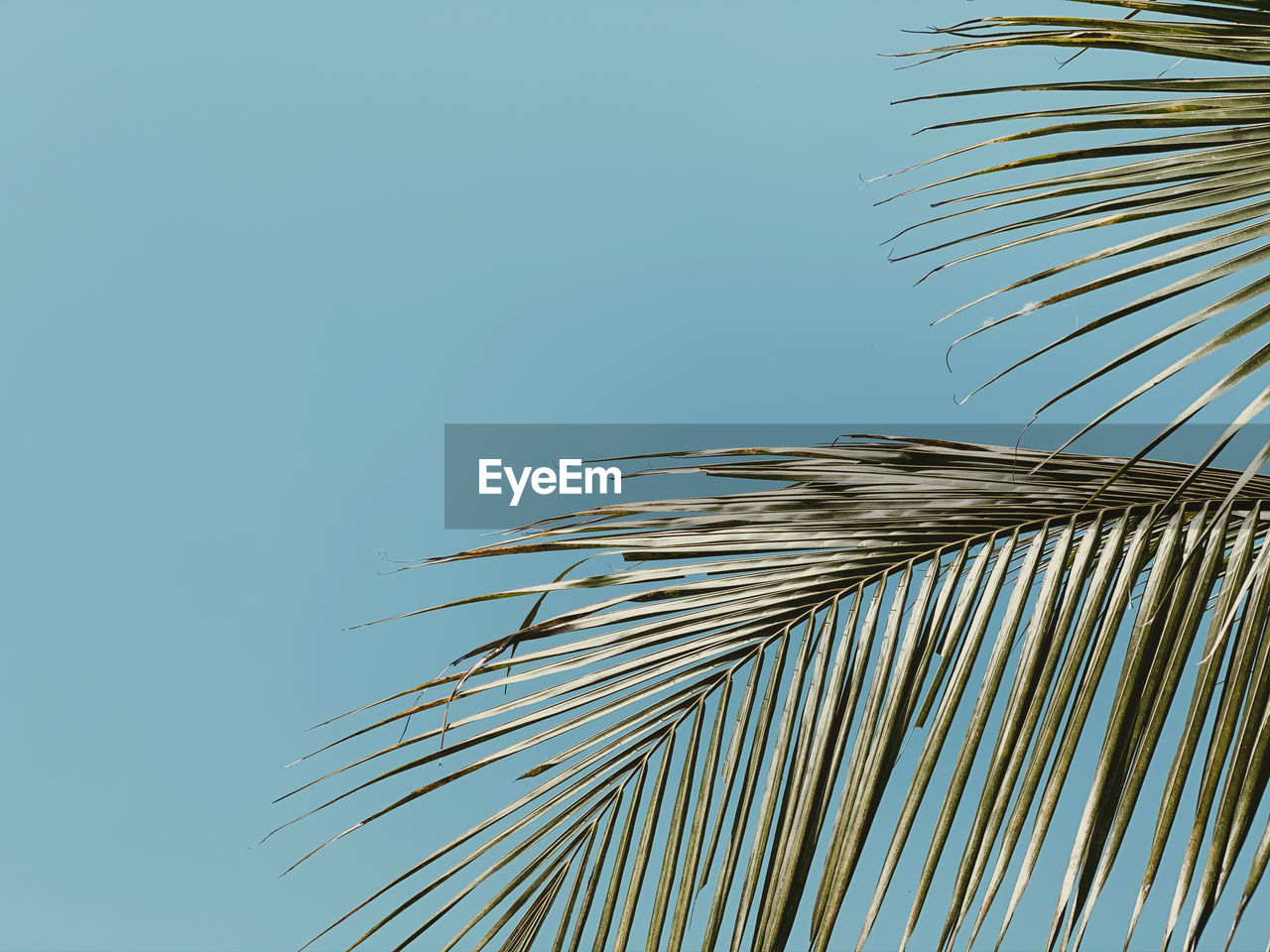 LOW ANGLE VIEW OF COCONUT PALM TREE AGAINST SKY