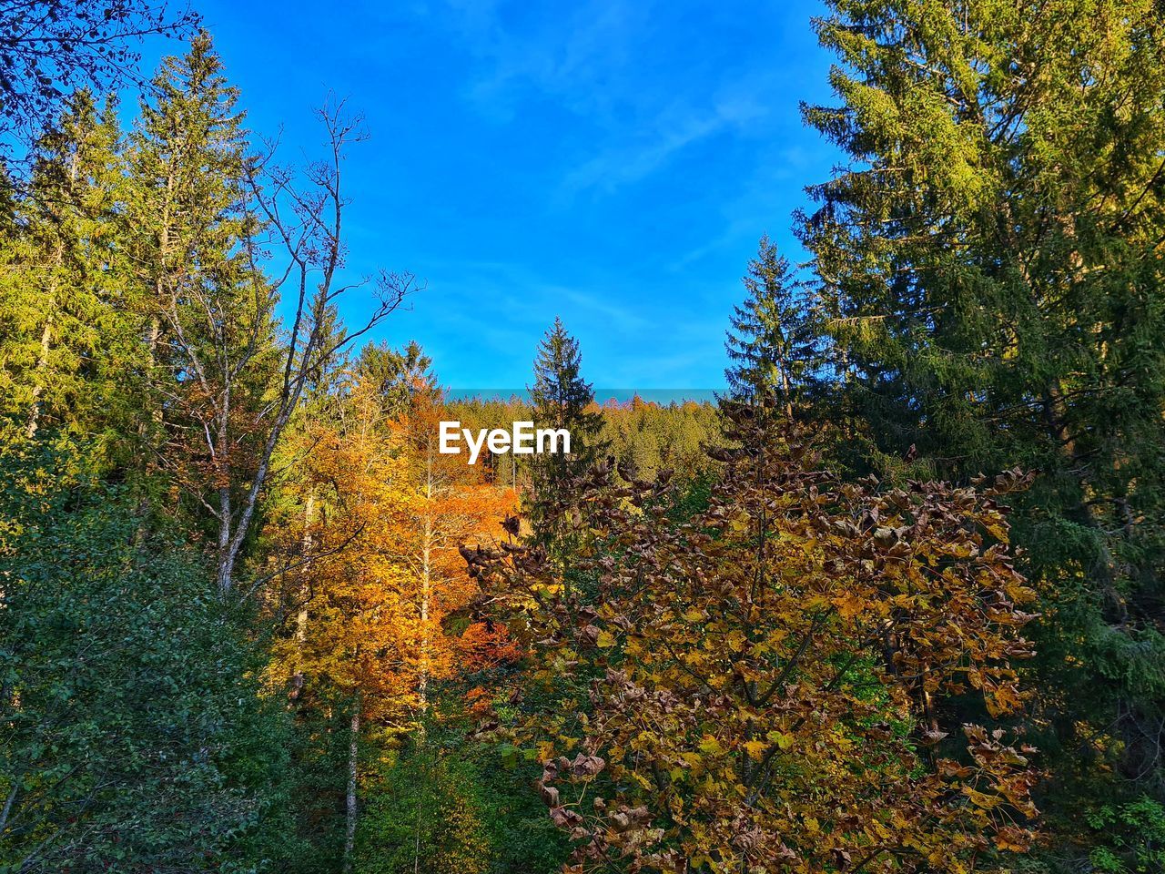 Plants and trees in forest during autumn