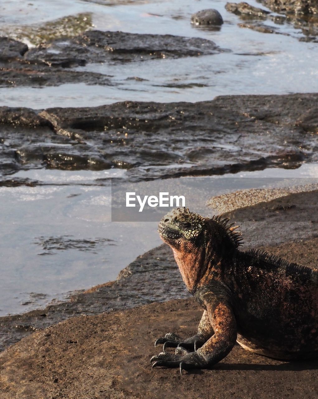 VIEW OF AN ANIMAL ON BEACH