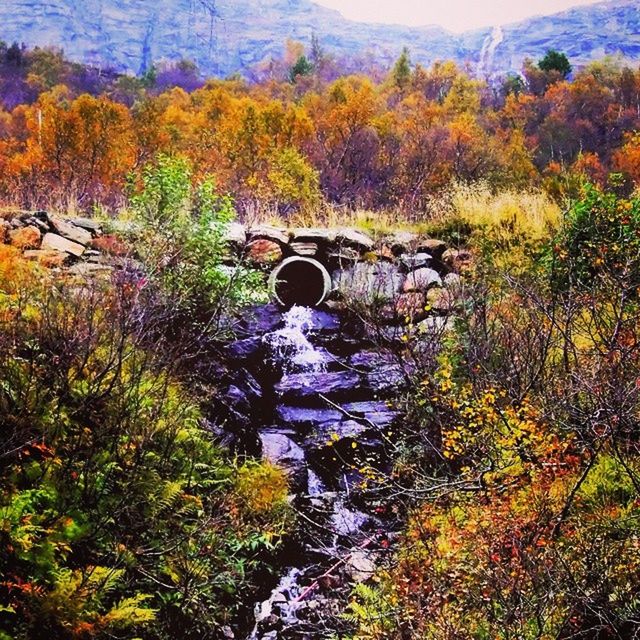 STREAM IN FOREST