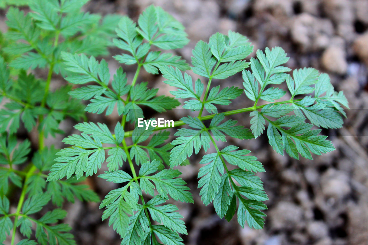 CLOSE-UP OF PLANT