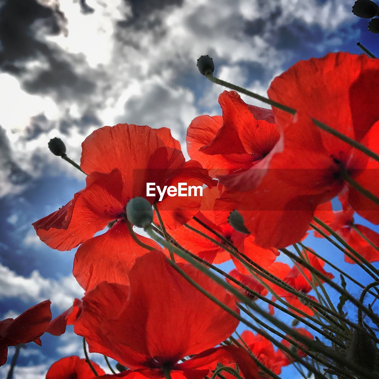 CLOSE-UP OF RED HIBISCUS AGAINST SKY