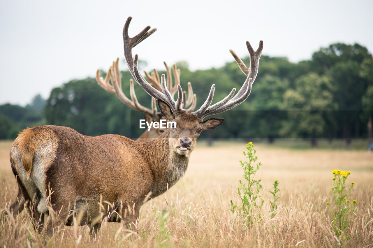 Deer on field against sky