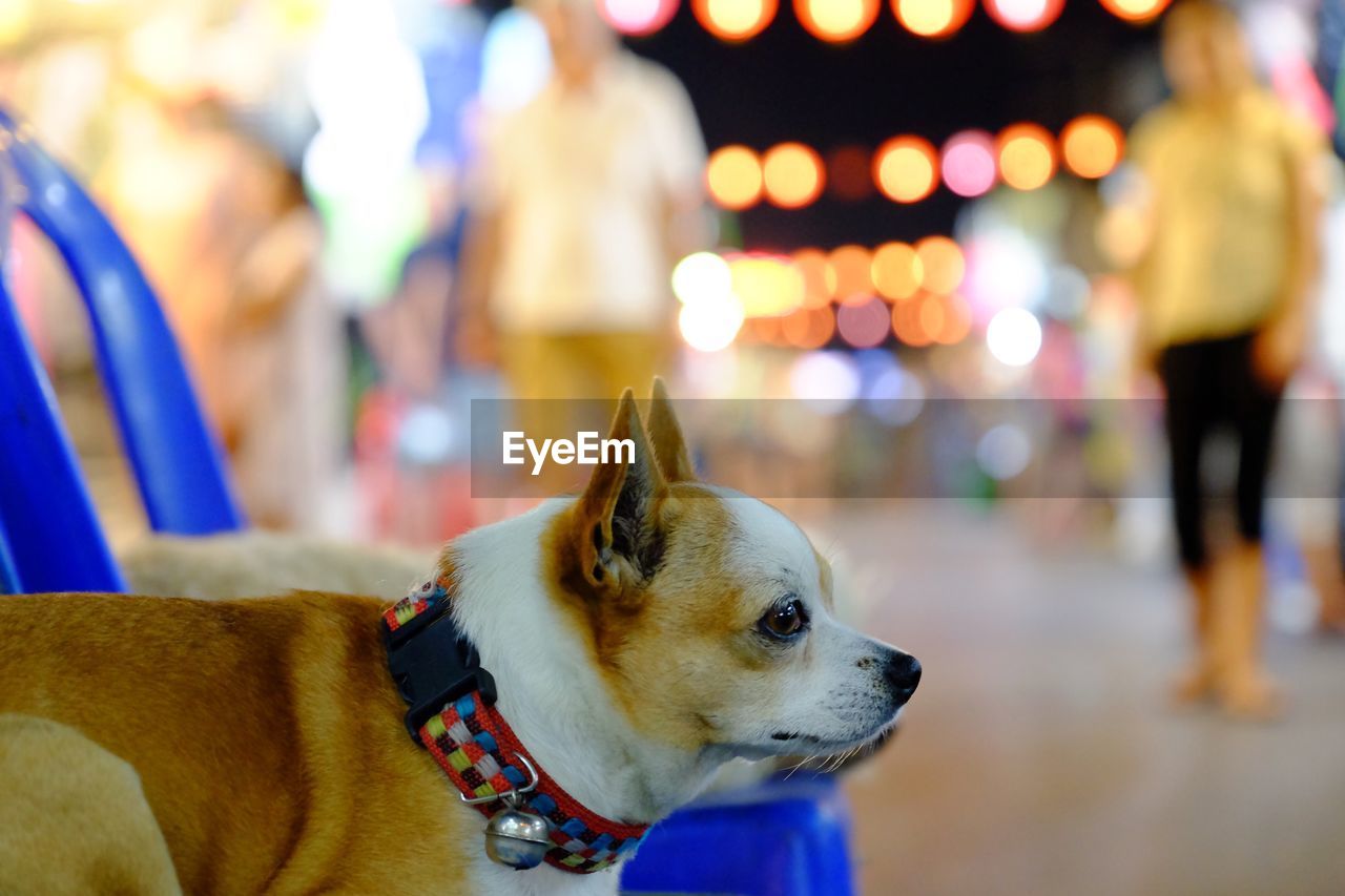 Close-up side view of a dog looking away