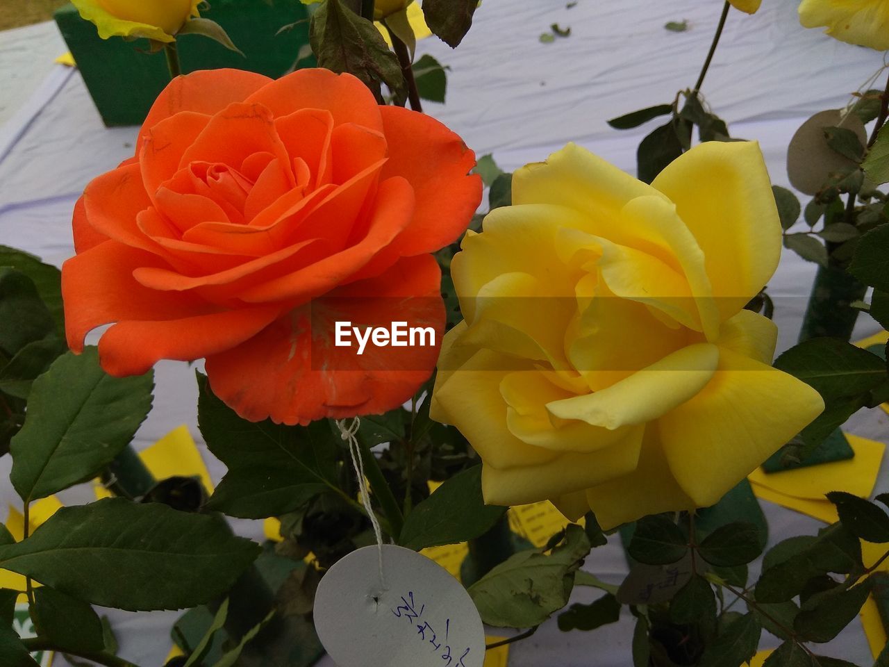 CLOSE-UP OF ROSE AND YELLOW ROSES