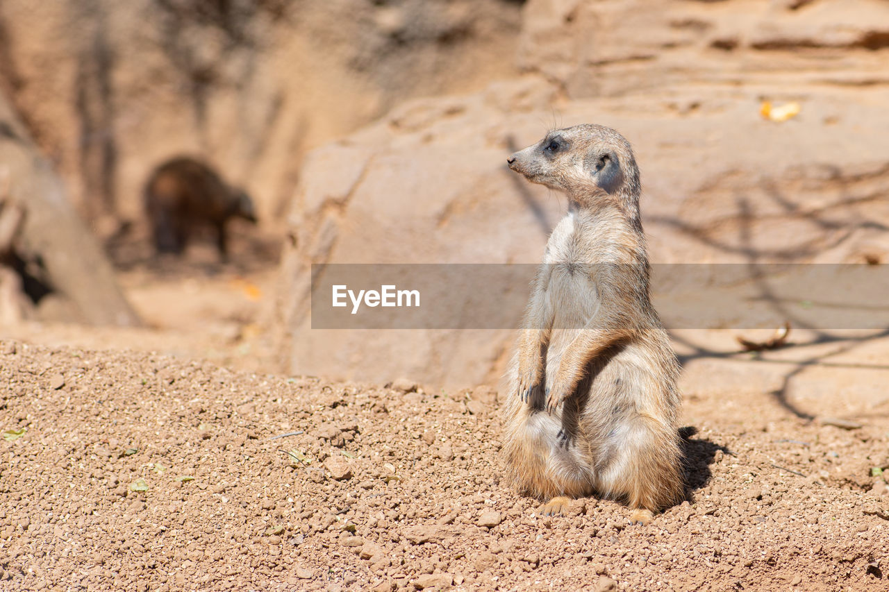 Meerkat, suricata suricatta or suricate, small mongoose found in southern africa in natural habitat