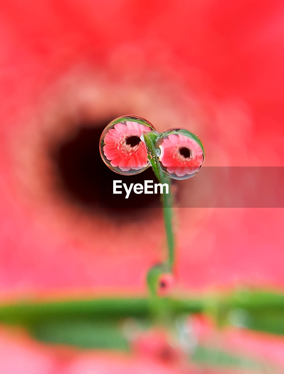 Close-up of red flower