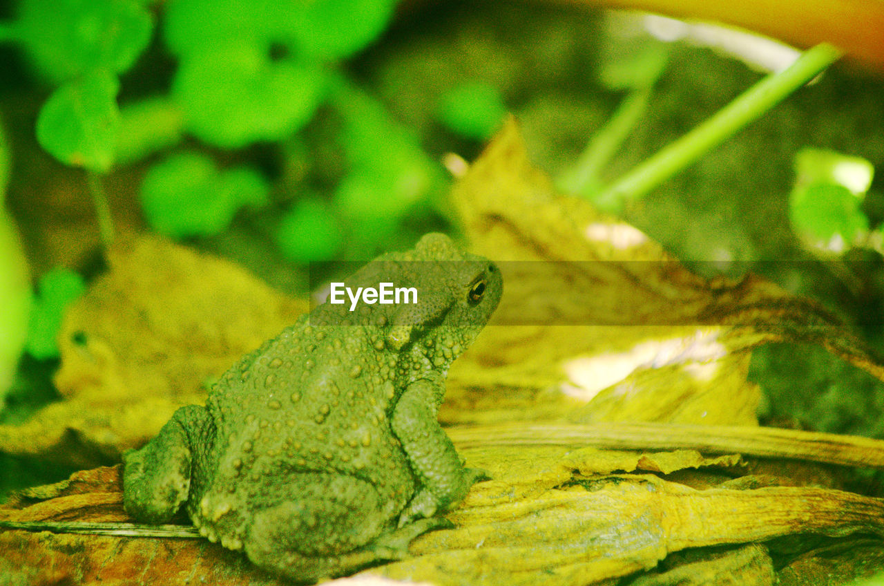 CLOSE-UP OF CRAB ON LEAF