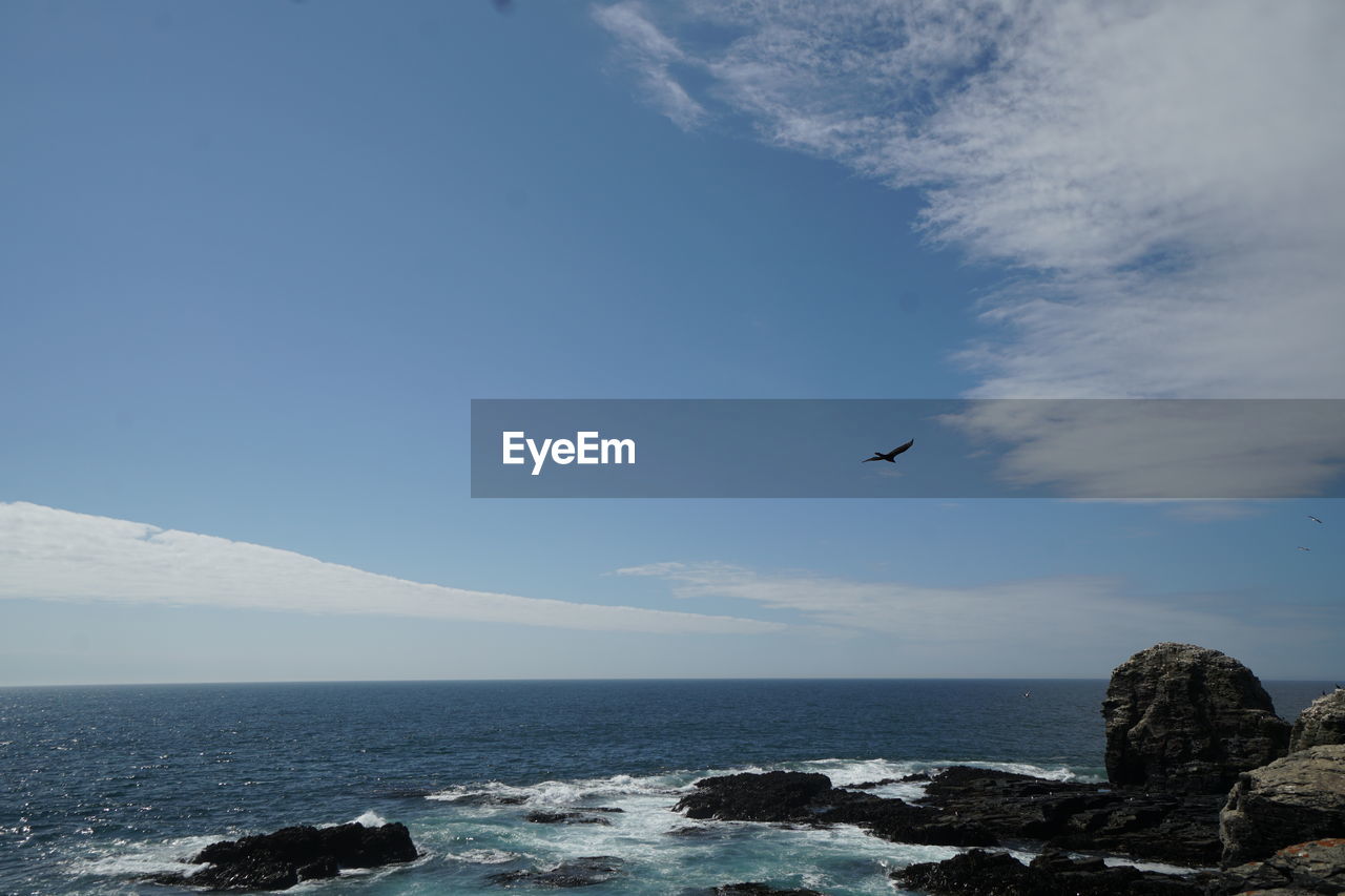 BIRDS FLYING OVER SEA