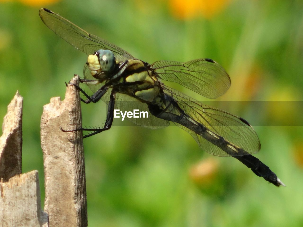 Close-up of dragon fly on stick