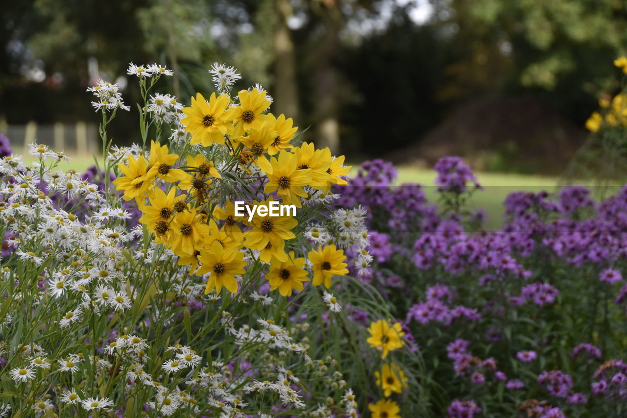 CLOSE-UP OF YELLOW FLOWERS