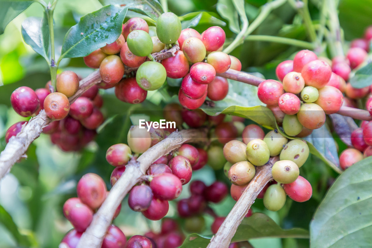 CLOSE-UP OF BERRIES GROWING ON PLANT