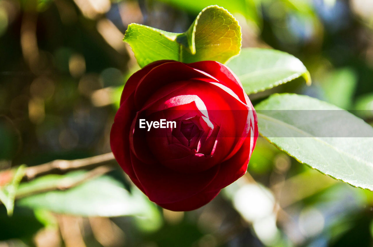 CLOSE-UP OF RED FLOWER