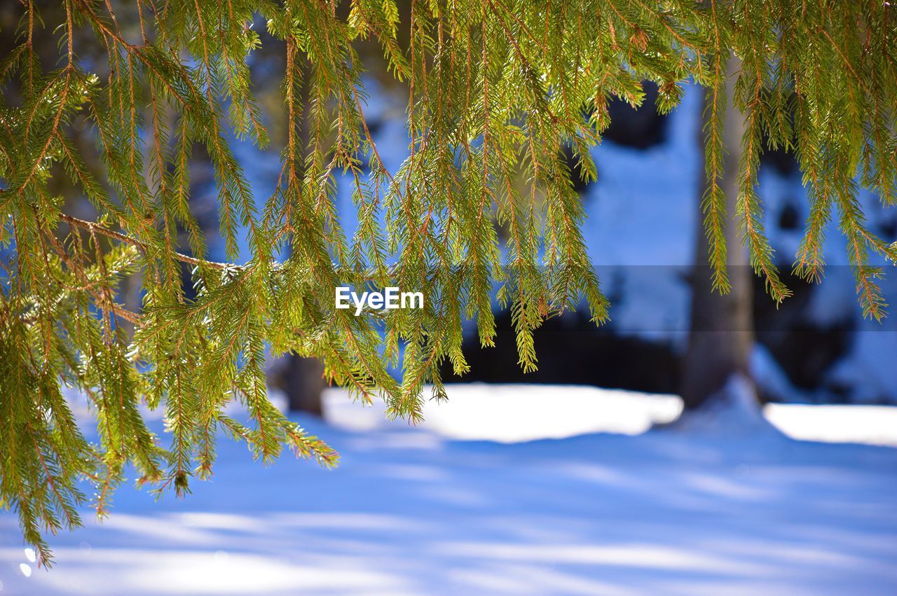 Close-up of pine branches during winter