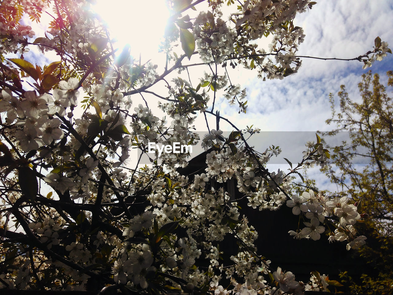 LOW ANGLE VIEW OF APPLE TREE AGAINST SKY