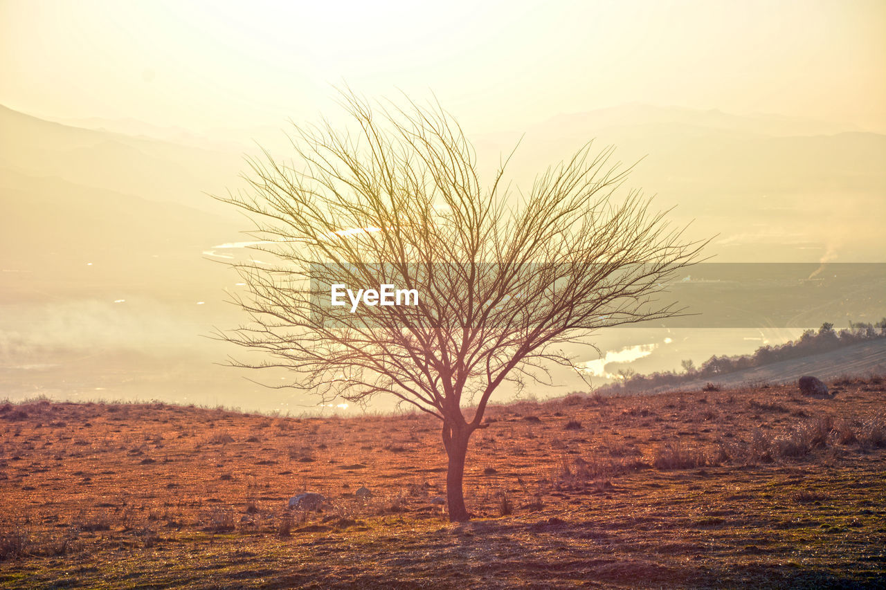 Bare tree on field against sky during sunset