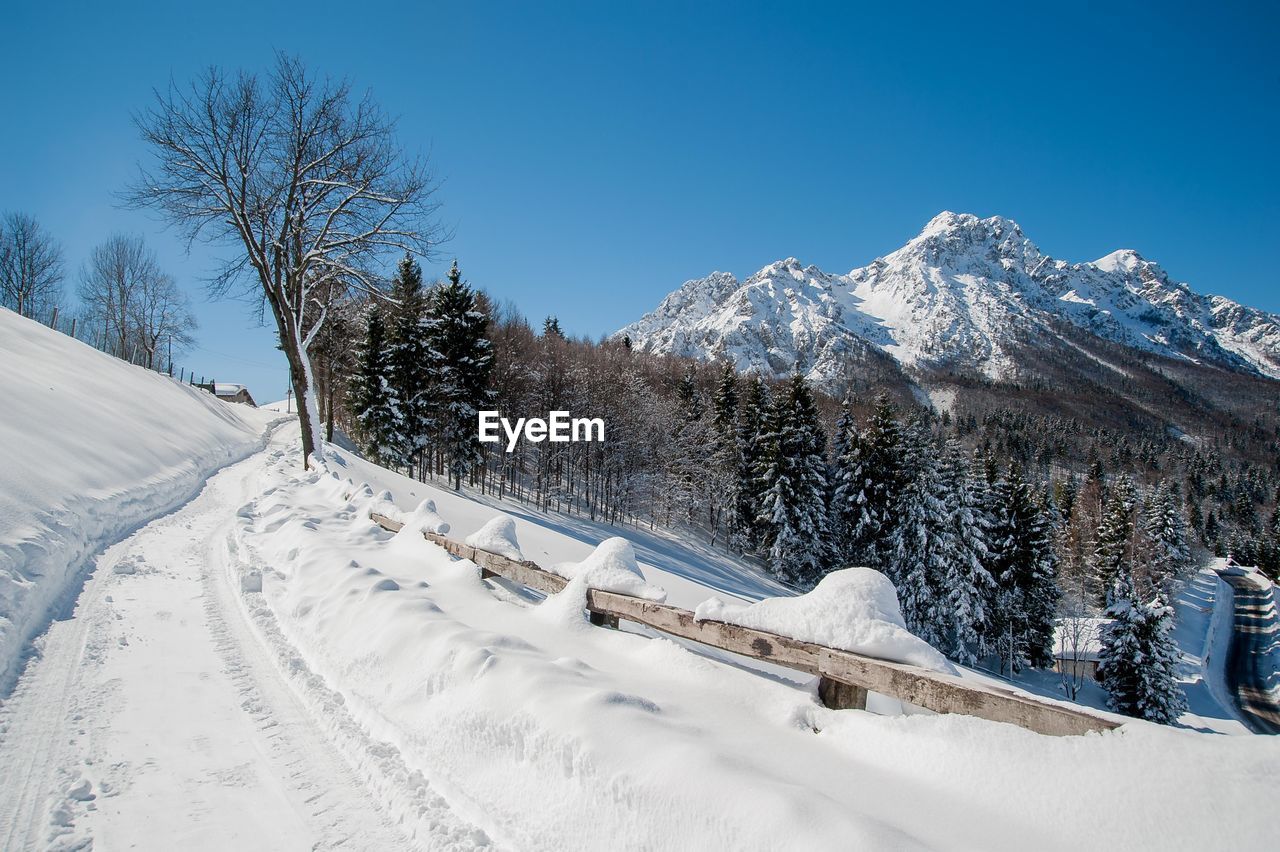 Snow covered trees against clear blue sky