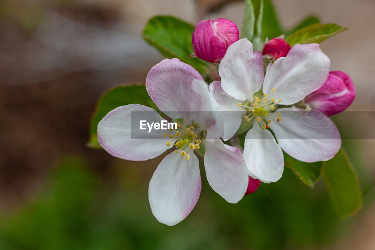 Apple blossom in spring