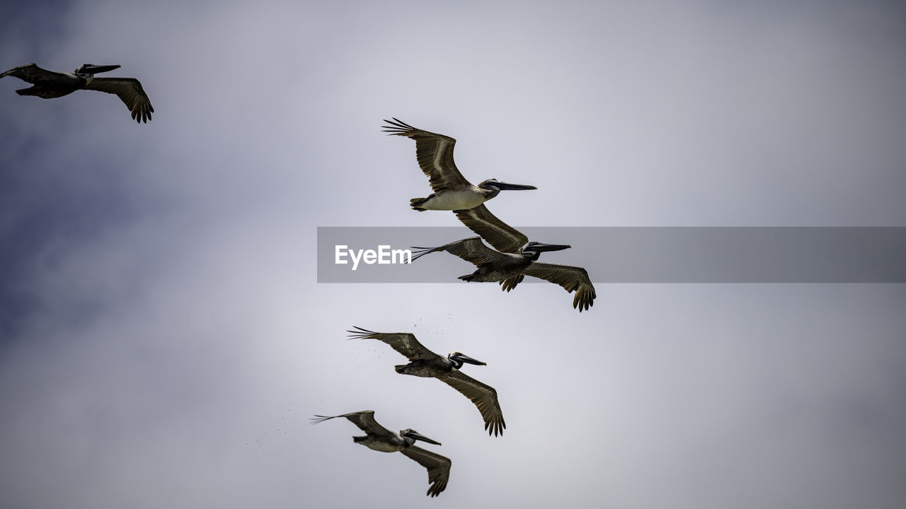 flying, bird, animal themes, animal, animal wildlife, mid-air, wildlife, group of animals, sky, nature, motion, spread wings, wing, no people, on the move, cloud, low angle view, outdoors, day, airplane, air vehicle, animal body part, full length