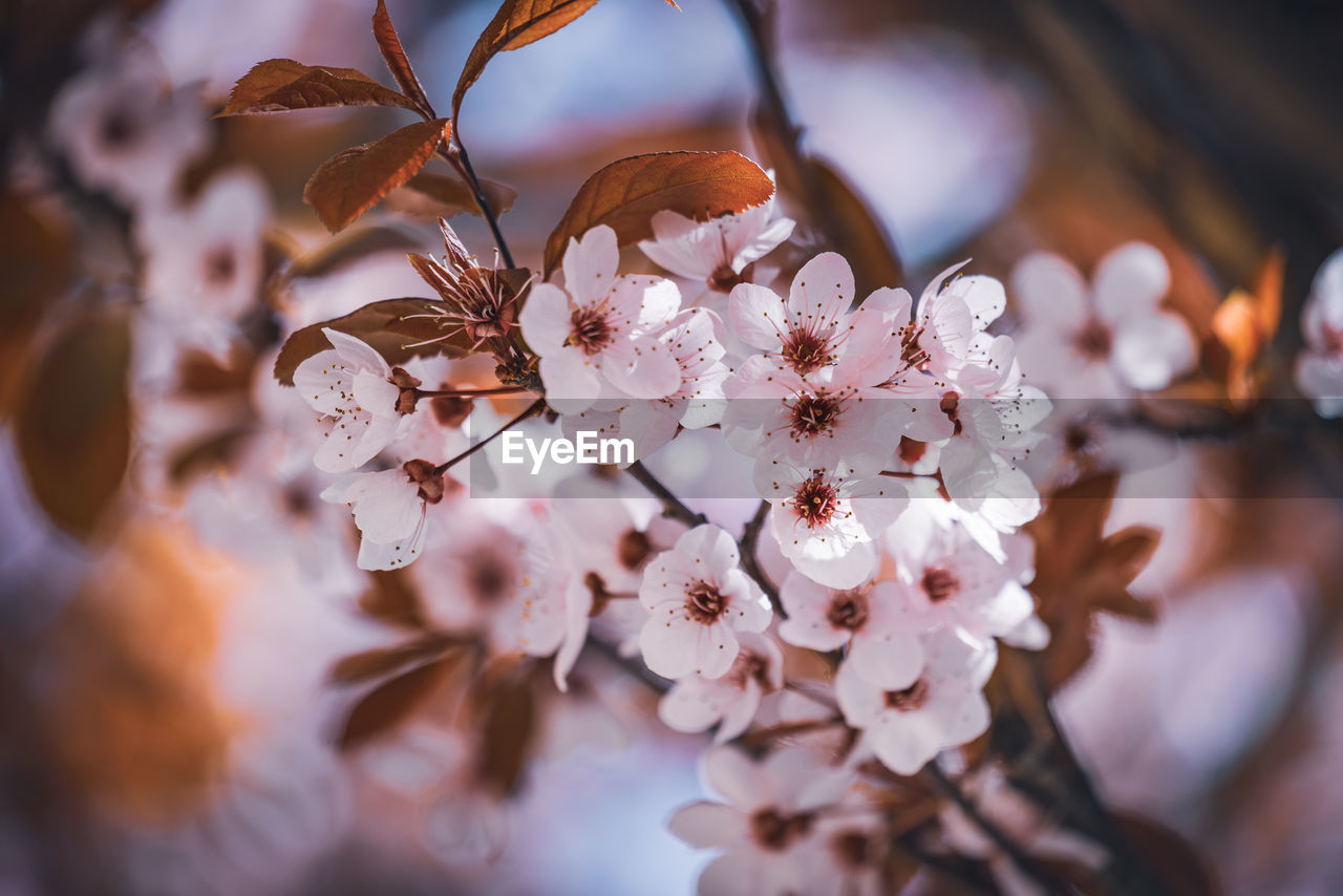 CLOSE-UP OF WHITE CHERRY BLOSSOMS