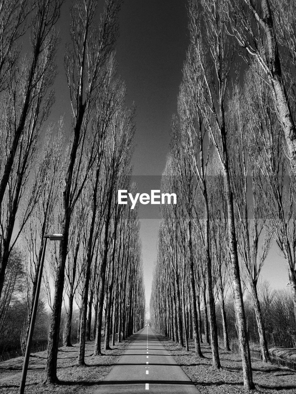 Empty road along trees