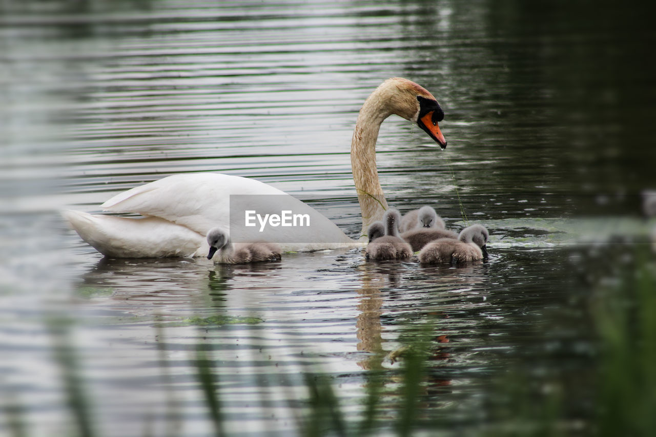 Swans swimming in lake with cygnets 