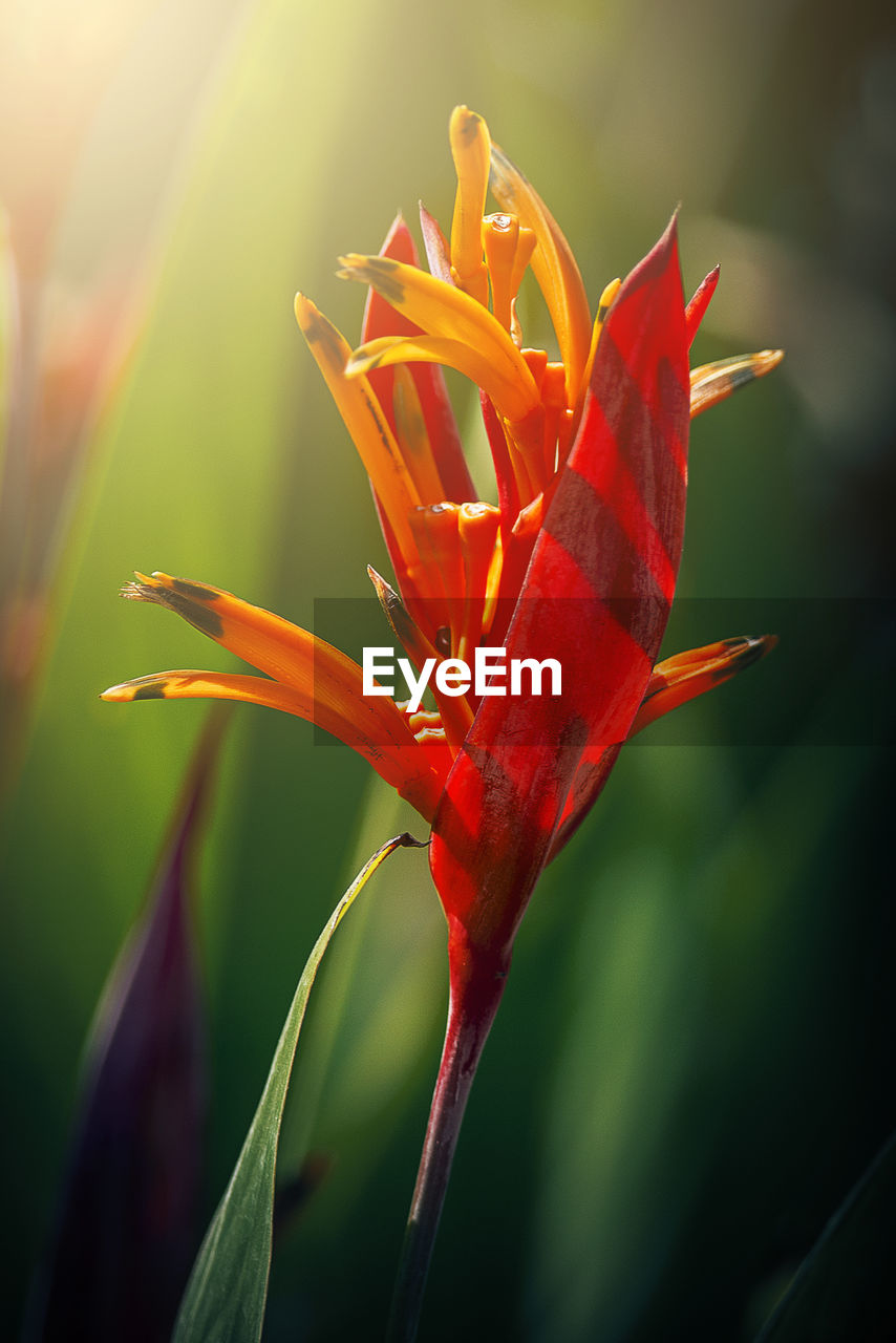 Close-up of red flower