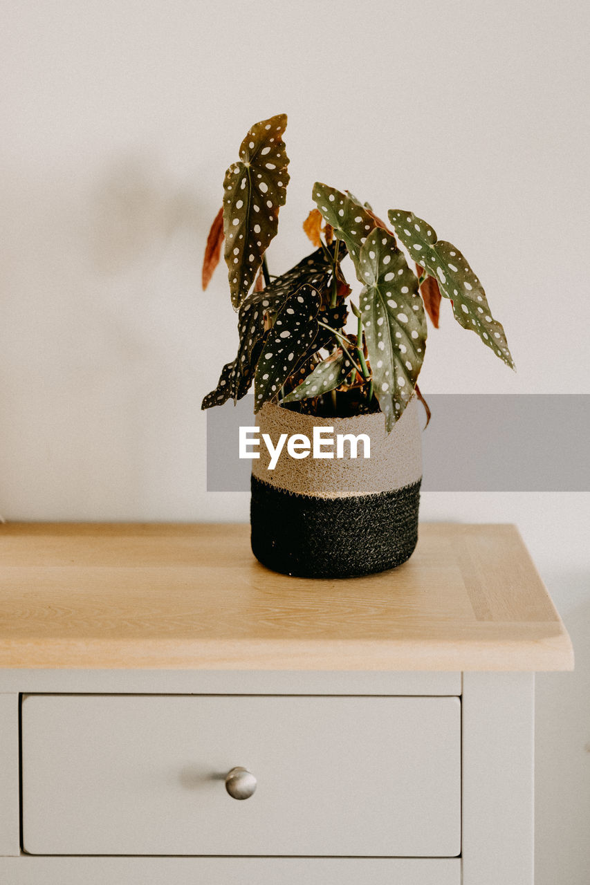 Close-up of potted plant on table against wall