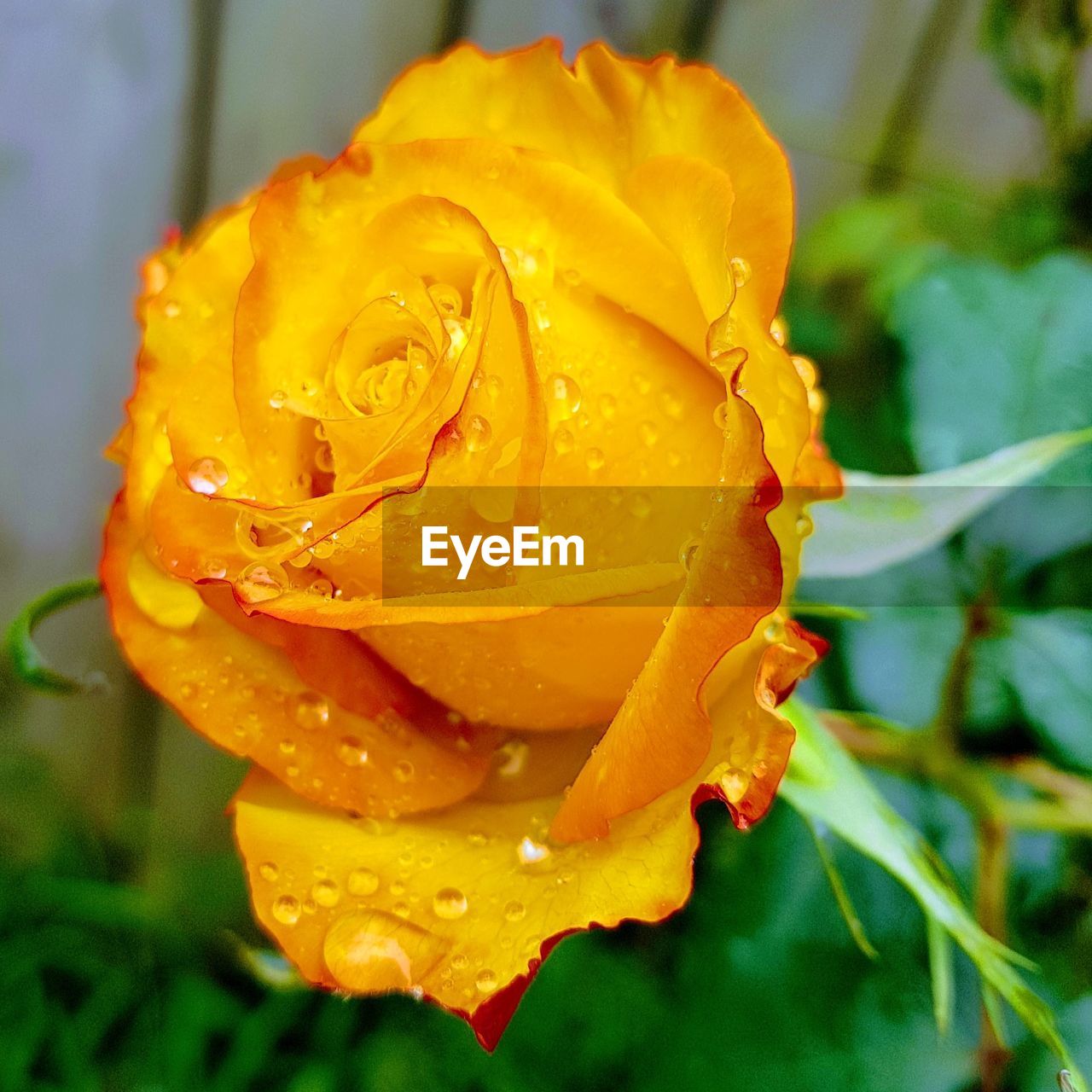 CLOSE-UP OF RAINDROPS ON YELLOW ROSE BLOOMING OUTDOORS
