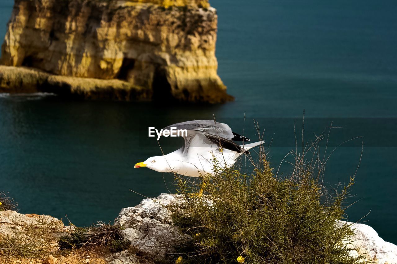 Seagull on rock by sea