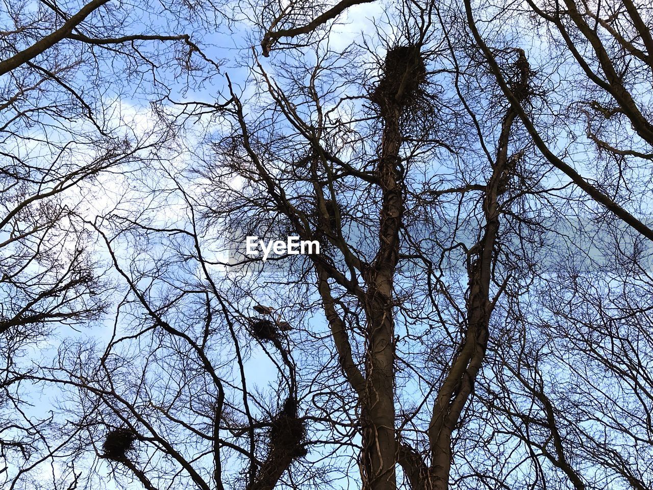 LOW ANGLE VIEW OF BARE TREE AGAINST SKY