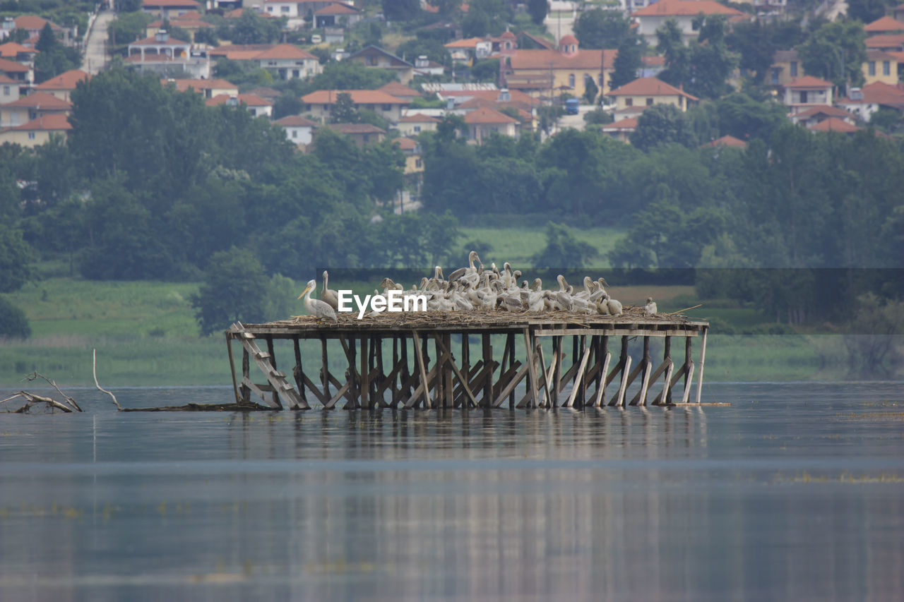 Pelicans on abandoned pier in lake