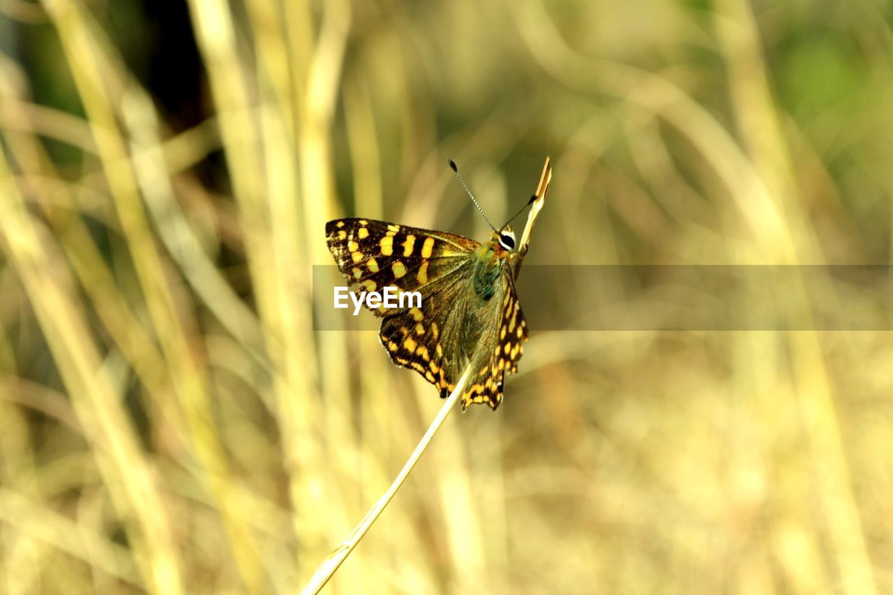 Close-up of butterfly pollinating flower