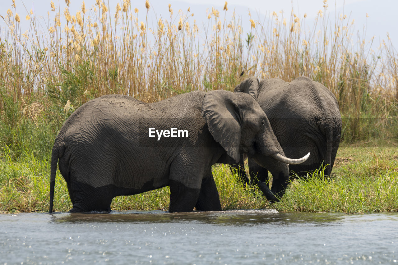 Side view of elephant in lake