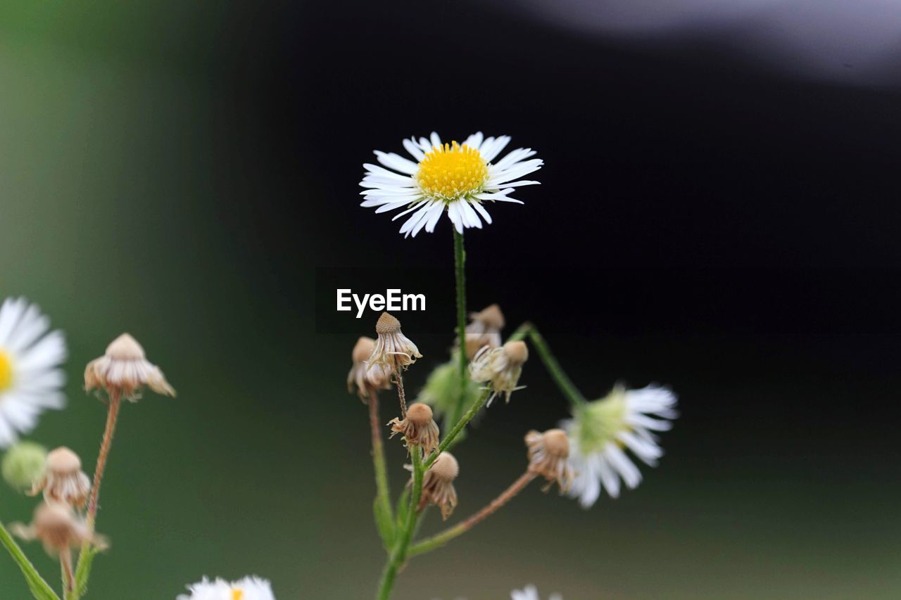 Close-up of white flowering plant in field